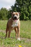 AMSTAFF ADULT 471